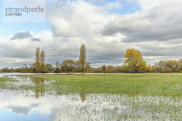 Flooded meadow after heavy rains. Autumn landscape. Bas-Rhin  Collectivite europeenne d'Alsace  Grand Est  France  Europe