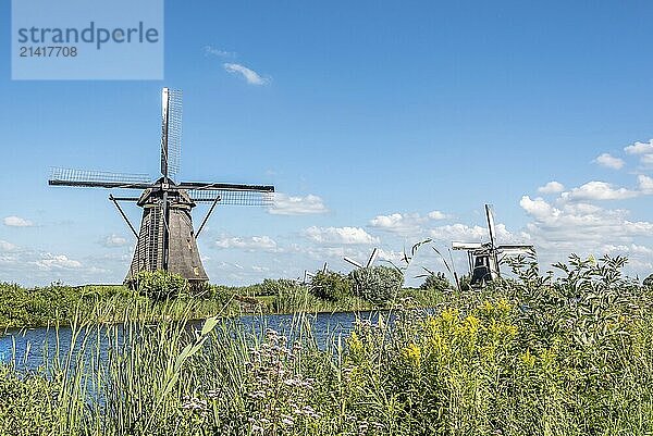 Beautiful dutch windmill landscape at Kinderdijk in the Netherlands a blue sky day of summer