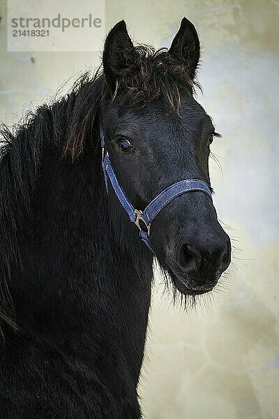 Portrait beauty foal  friesian horse stallion