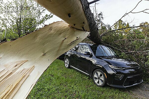 Closeup selective focus view on the ripped bark of a snapped tree  after storm brings destruction and wrecks vehicle parked on drive of local property