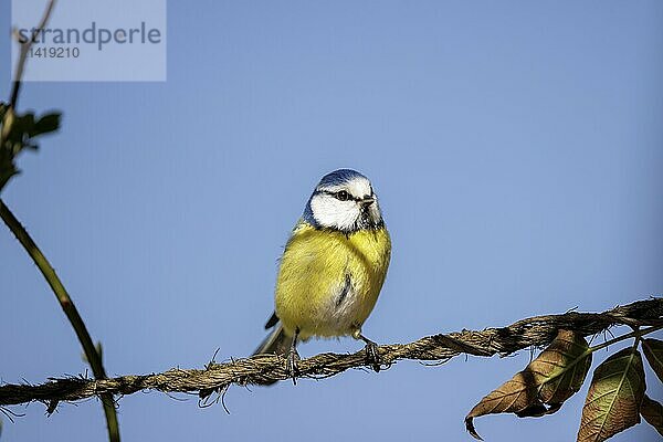 Blue tit  Cyanistes caeruleus  sitting on a branch in front of a clear sky with brown leaves  Allensbach  Lake Constance  Baden-Württemberg  Germany  Europe