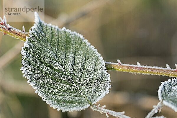 Closeup shot of a frozen green leaf in winter covered by beautiful ice crystals