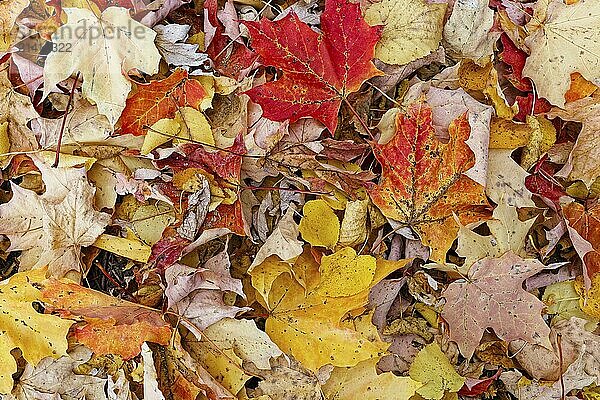 Nature  autumn  fallen maple leafs in forest  Provinz of Quebec