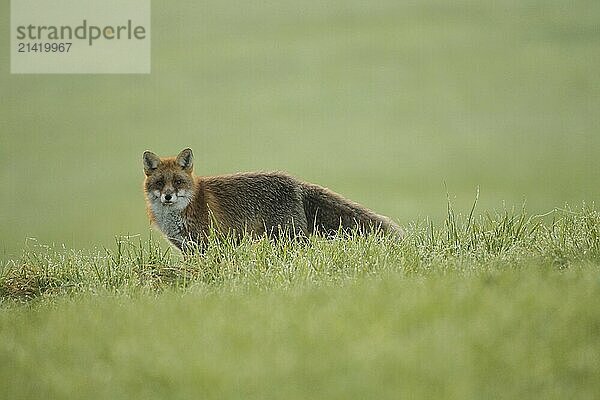 Red fox (Vulpes vulpes) secured in the meadow  Allgäu  Bavaria  Germany  Allgäu  Bavaria  Germany  Europe