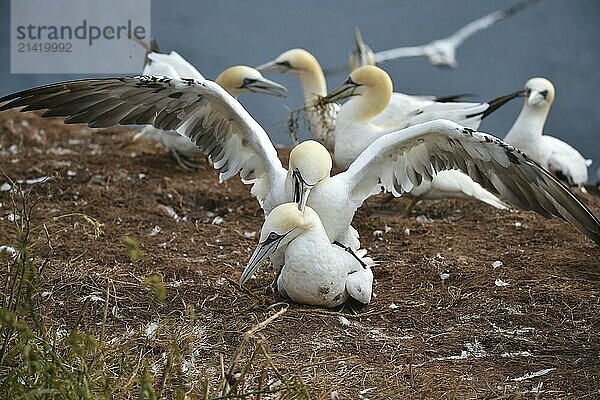 Gannets (Morus bassanus) mating on Heligoland  Schleswig-Holstein  Germany  Europe