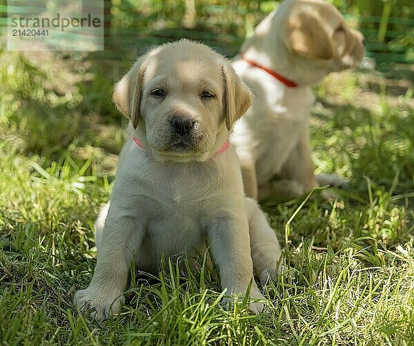 Labrador puppy portrait  beautiful little dog in the green grass