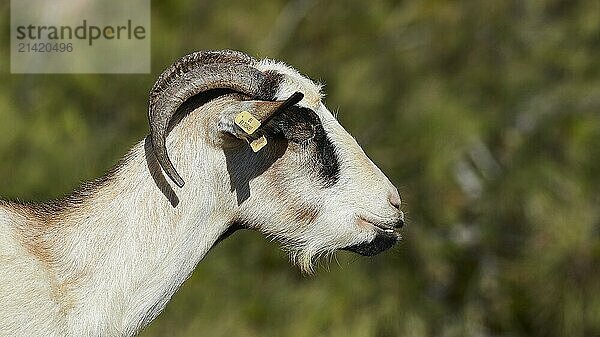 Close-up of a goat in profile with green surroundings  goat (n)  free-range  central north of the island  mountains  Karpathos  Dodecanese  Greek Islands  Greece  Europe