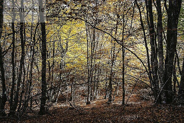 Beautiful autumn beech forest with yellow colors. Beech Forest of Pedrosa in Segovia  Spain  Europe