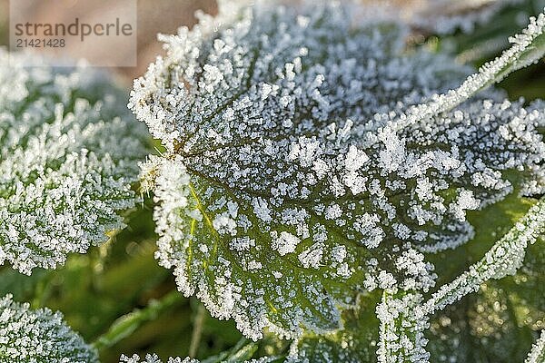 Closeup macro shot of a frozen green leaf in winter covered by beautiful ice crystals