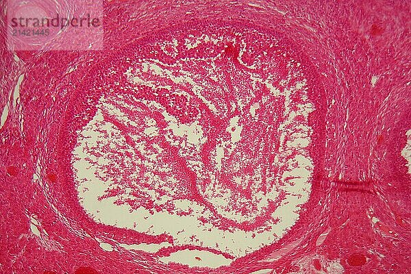 A section trough ovary cells under the microscope