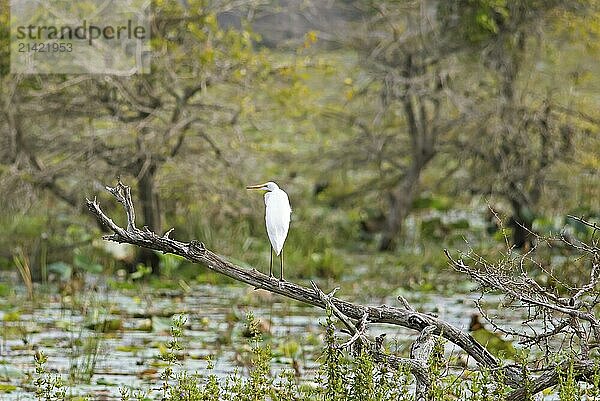 Great White Egret (Ardea alba) sitting on a branch at a pond in Yala Natioal Park  Southern Province  Sri Lanka  Asia