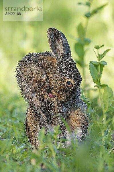 European hare (Lepus europaeus) sitting in a field and licking its wet fur  tongue visible  wildlife  Thuringia  Germany  Europe