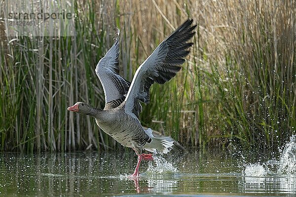 Greylag goose (Anser anser) taking off on a pond  Thuringia  Germany  Europe