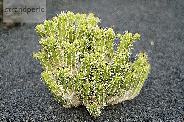 Detail of a beautiful cactus