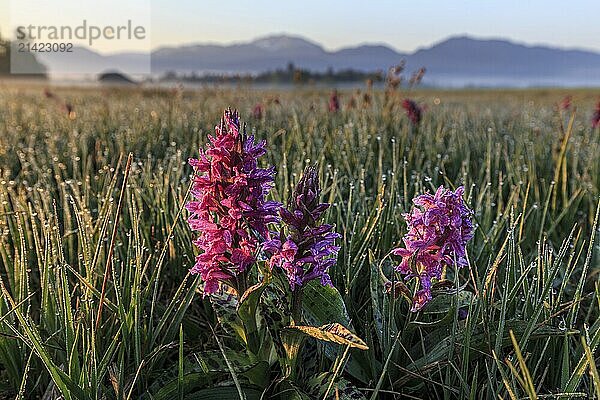 Orchids  orchids  morning dew  morning light  spring  Loisach-Lake Kochel moor  Kochler mountains  Alpine foothills  Bavaria  Germany  Europe