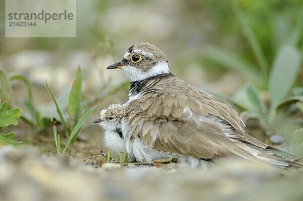 Little Plover (Charadrius dubius) with its chick on the banks of the Rhine. Bas-Rhin  Collectivite europeenne d'Alsace  Grand Est  France  Europe