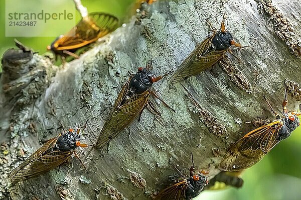 The 17-year cicada  Magicicada cassini  emerges in vast numbers in North America every 17 years  often synchronizing their courtship in massive displays. Described in 1852  named after John Cassin