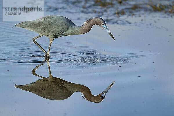 Great Blue Heron (Egretta caerulea)  Black Point Wildlife Drive  Titusville  Florida  USA  North America