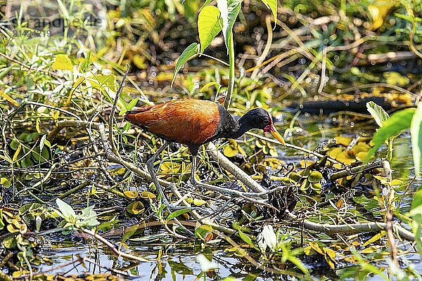 Red-fronted leaflet (Jacana jacana) Pantanal Brazil