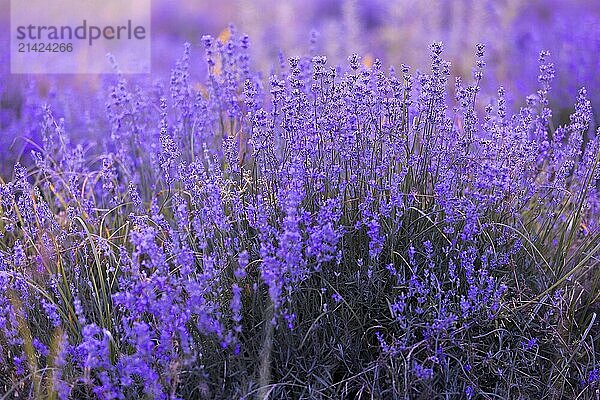 Violet purple lavender field close-up. Flowers selective focus  blur background