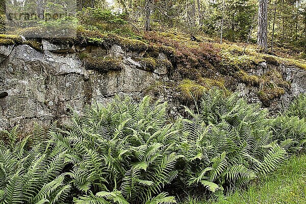 Fern growing in a forest  Viggsö island  Sweden  Scandinavia  Europe