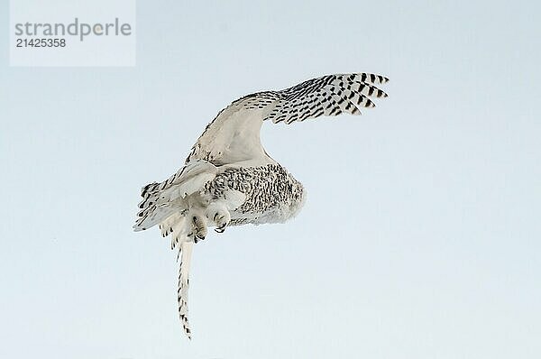 Snowy Owl Canada in Winter Prairies Saskatchewan