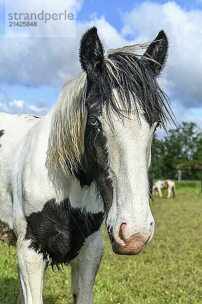 Portrait of an irish cob horse with blue eyes. Pasture of the French countryside in spring