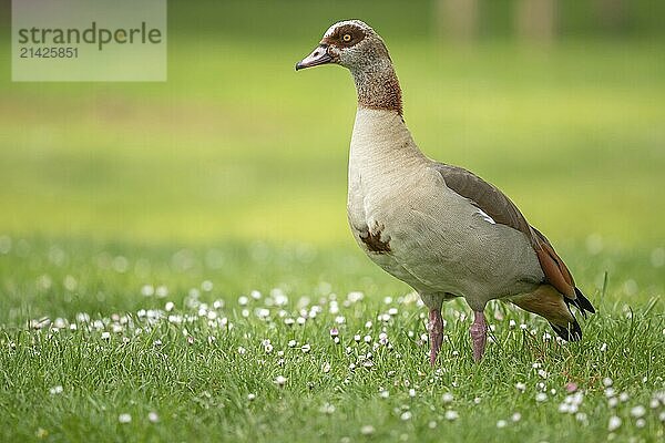 Egyptian goose chick (Alopochen aegyptiaca) at the edge of a river. Bas-Rhin  Collectivite europeenne d'Alsace  Grand Est  France. Europe