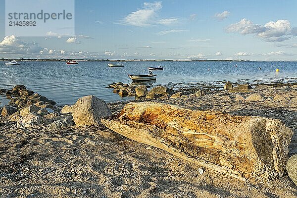 Scenic beach with old tree trunk and boats in the background at the Baltic Sea at sunset