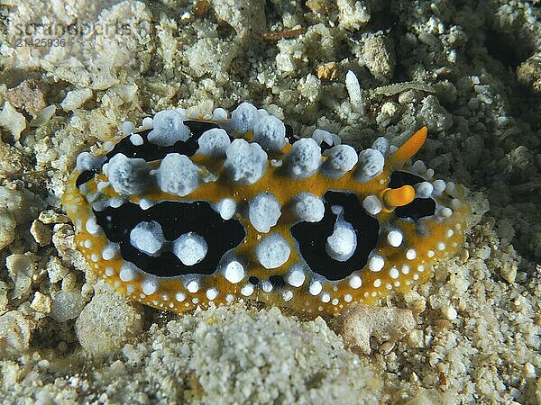 Black-orange sea snail with white bumps  eyespot warty snail (Phyllidia ocellata)  on sandy seabed. Dive site Spice Reef  Penyapangan  Bali  Indonesia  Asia