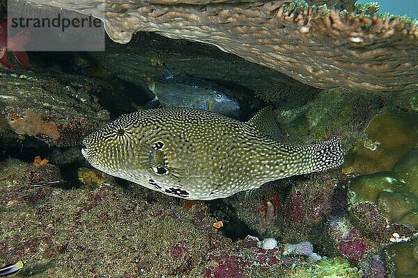 Map pufferfish (Arothron mappa) under a coral formation in a lively coral reef  dive site SD  Nusa Ceningan  Nusa Penida  Bali  Indonesia  Asia