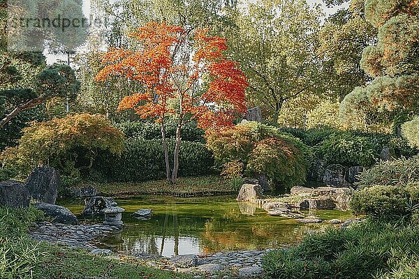 Beautiful Japanese Garden and red trees at autumn seson. A burst of fall color with pond reflections