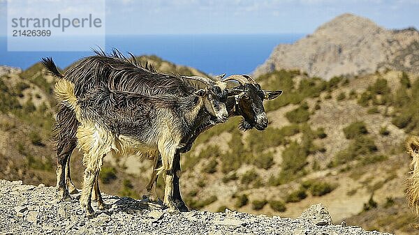 Two goats on rocky terrain with mountain and sea view  goat (s)  free-range  central north of the island  mountains  Karpathos  Dodecanese  Greek Islands  Greece  Europe