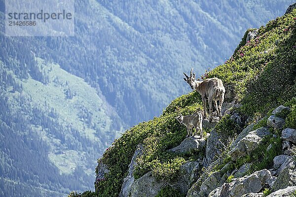 Alpine ibex (Capra ibex)  mother with young with alpine roses  Aiguille Rouges  Chamonix  France  Europe