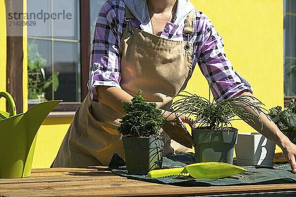 A female florist in an apron transplants outdoor coniferous juniper plants for landscaping