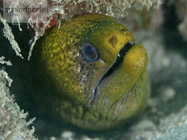 Green moray  marbled moray eel (Gymnothorax undulatus)  looking out of a reef hole  dive site Spice Reef  Penyapangan  Bali  Indonesia  Asia