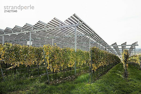 Solar plant in the vineyard  solar cells  solar modules  solar power plant  photovoltaic plant  Blankenhornsberg  near Ihringen  Kaiserstuhl  Baden-Württemberg  Germany  Europe