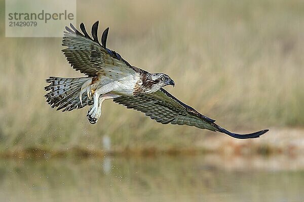 An osprey in search of food  (Pandiaon haliaetus)  family of birds of prey  biotope  habitat  flight photo  Raysut  Salalah  Dhofar  Oman  Asia