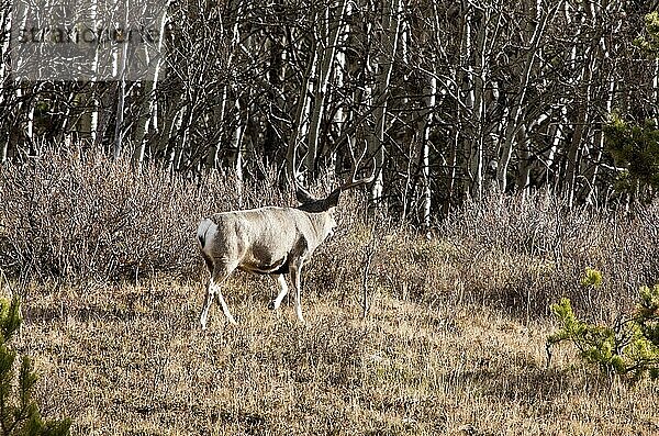 Cypress Hills Alberta Saskatchewan deer Alberta Border