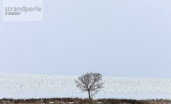 Lone Tree in Winter in Saskatchewan Canada cold