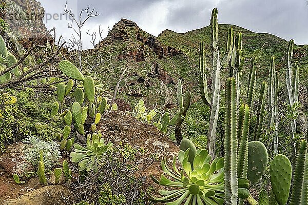 Landscape along the hiking trail from Punta del Hidalgo to Chinamada  Tenerife  Canary Islands  Spain  Europe