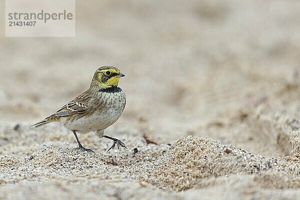 Horned Lark  (Eremophila alpestris)  songbird  walking on the beach  Helgoland Island  Helgoland  Schleswig-Holstein  Germany  Europe