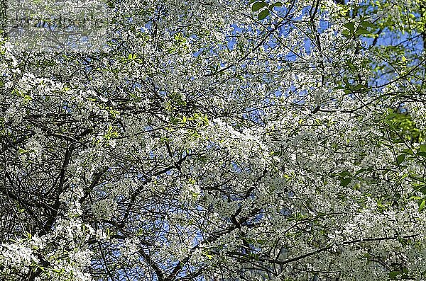 Interweaving branches of the flowering cherry tree makes a beautiful background