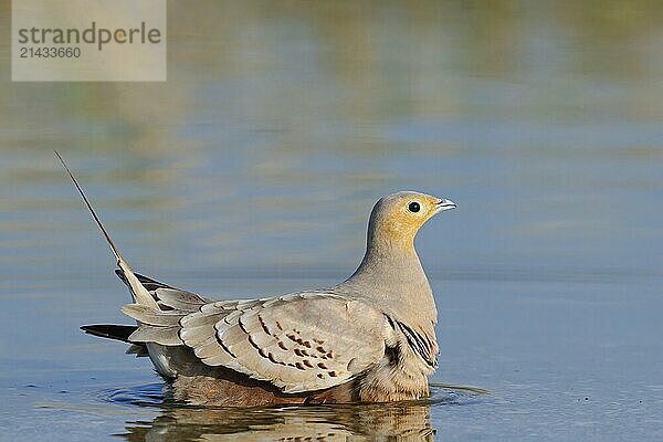 Brown-bellied Sandgrouse  Brown-bellied Sandgrouse family  (Pterocles exustus)  Wadi Darbat  Salalah  Dhofar  Oman  Asia