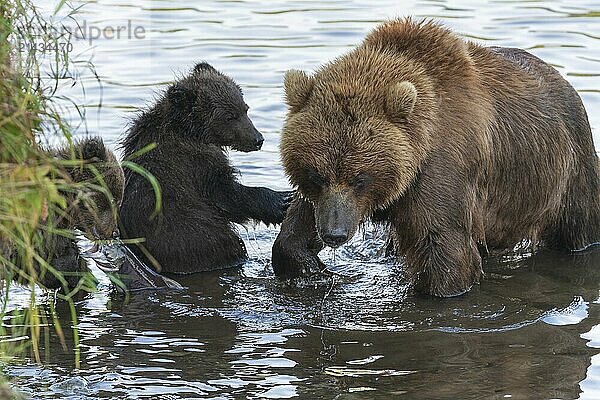 Mother Kamchatka brown bear with two bear cubs fishing red salmon fish during fish spawning in river. Wild predators in natural habitat. Kamchatka Peninsula  Russian Far East  Eurasia