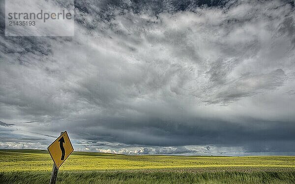 Yellow Turn Sign with canola field and storm clouds