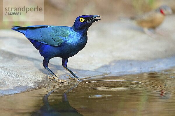 Purple glossy starling  (Lamprotornis purpureus)  Africa  Gambia  Tendaba camp / Tendaba photo hid  Kwinella  South Bank  Gambia  Africa