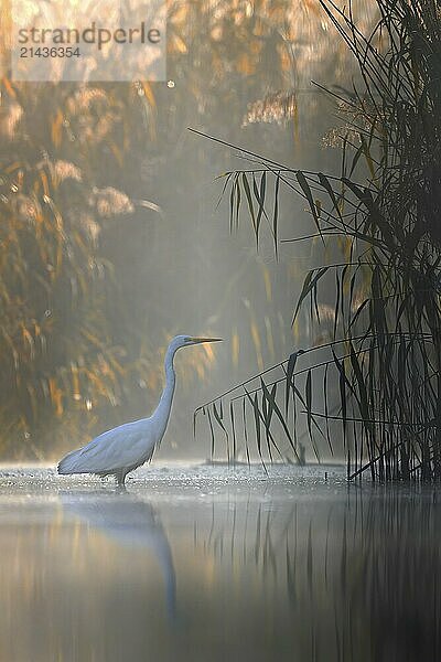 Great White Egret (Ardea alba) Winter visitor  migratory bird  light  resting bird  sunrise  reed belt  fog  flying  foraging  lake landscape  Middle Elbe Biosphere Reserve  Saxony-Anhalt  Germany  Europe