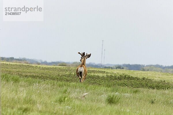 Deer in Saskatchewan prairie Pasture Land Canada