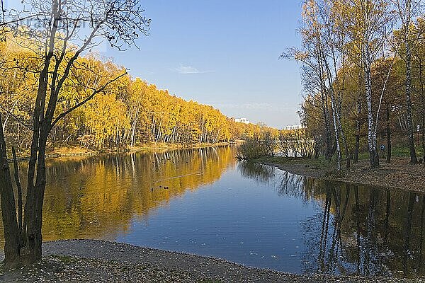 Trees with bright yellow fall foliage on the shore of the pond. Sunny day in October. Landscape reserve Teply Stan  Moscow  Russia  Europe